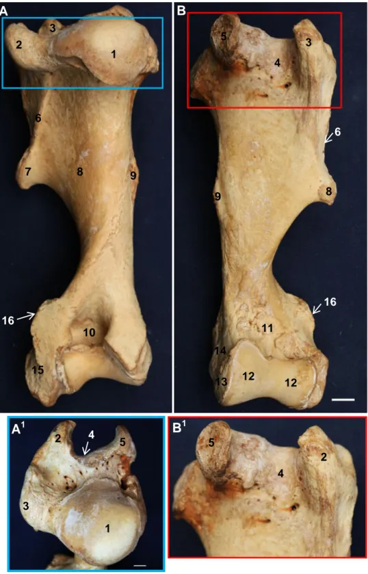 Gambar  8  Morfologi  os  humerus  kiri  badak  Sumatera  tampak  dorsal  (A)  dan    volar (B) 