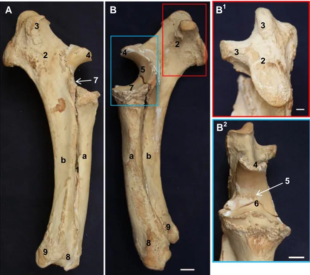 Gambar  9  Morfologi  tulang-tulang  penyusun  skeleton  antebrachii  badak  Sumatera tampak lateral (A) dan medial (B) 