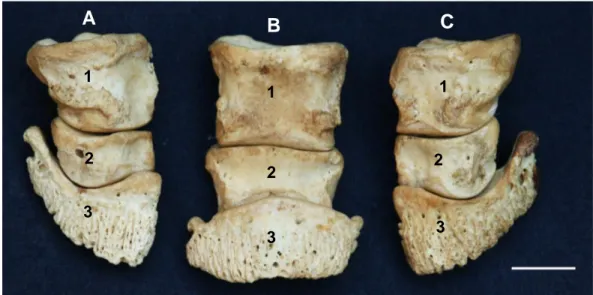 Gambar  11  Morfologi  tulang-tulang  penyusun  ossa  digitorum  manus  kiri  badak  Sumatera tampak dorsal 