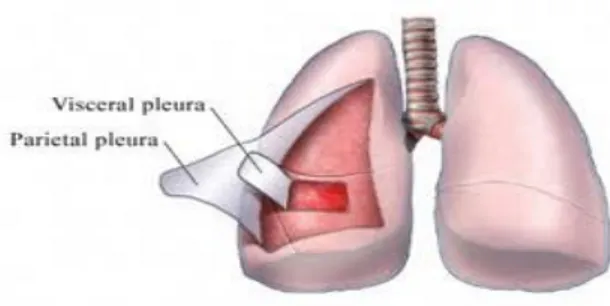 Gambar 1. Anatomi Pleura