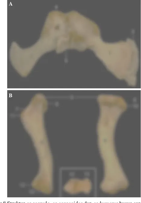 Gambar 8 Struktur os scapula, os coracoidea dan os humerus buaya senyulong  bagian kiri