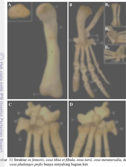Gambar  11 Struktur os femoris, ossa tibia et fibula, ossa tarsi, ossa metatarsalia, dan   ossa phalanges pedis buaya senyulong bagian kiri  