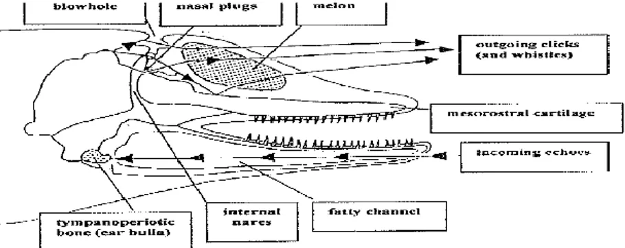 Gambar  1.  Mekanisme  Produksi  dan  Penerimaan  Suara  pada  Lumba-lumba  hidung  botol  (Tursiops  aduncus)