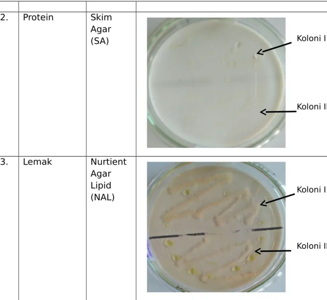 Tabel 2. Hasil Pemeriksaan Kemampuan Hidrolisis Bakteri