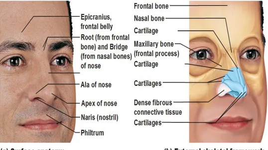 Gambar 1. Bagian luar hidung