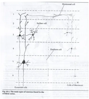 Gambar 1 - Lapis-lapis korteks serebrum