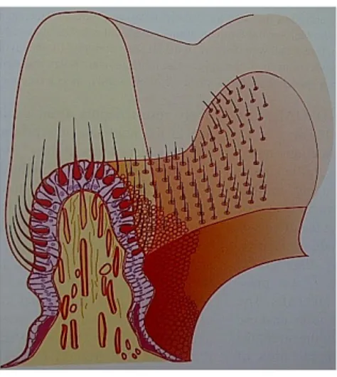 Gambar 2.5 Anatomi ampula