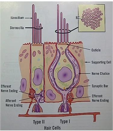 Gambar 2.6 Tipe sel rambut vestibular