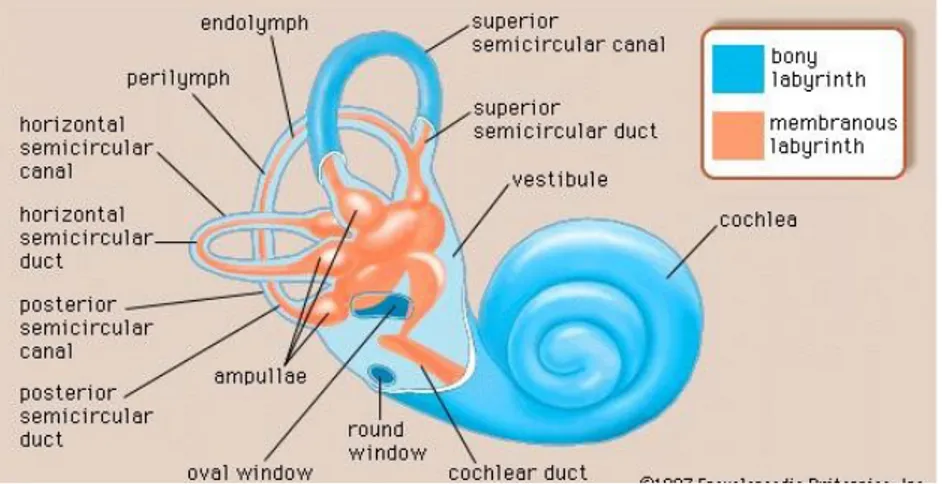 Gambar 2.3 Anatomi telinga dalam
