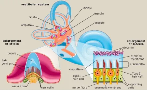 Gambar 2.4. Anatomi organ keseimbangan