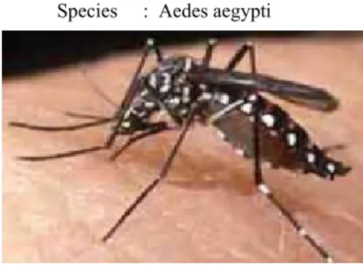 Gambar 3. Morfologi Nyamuk Aedes aegypti 
