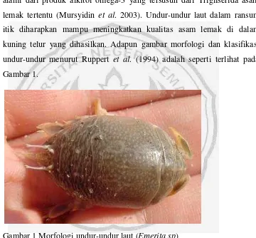 Gambar 1 Morfologi undur-undur laut (Emerita sp) 