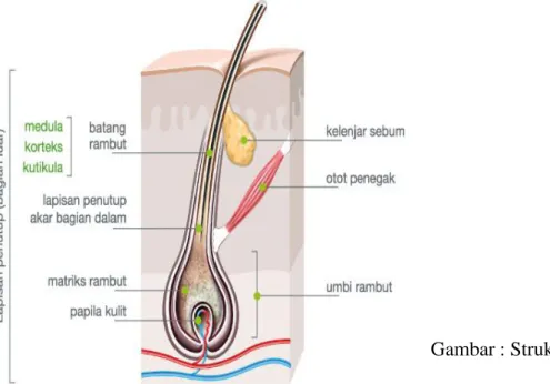 Gambar : Struktur Rambut 