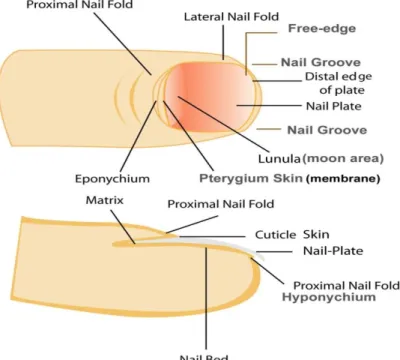 Gambar : Bagian Kuku 