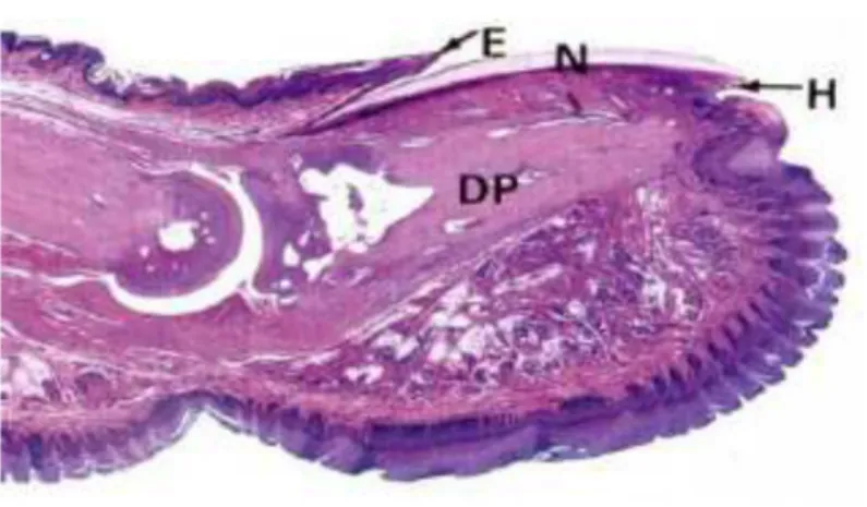 Gambar 5. Eponychium (E)