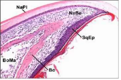 Gambar 3. Histologi Lempeng kuku