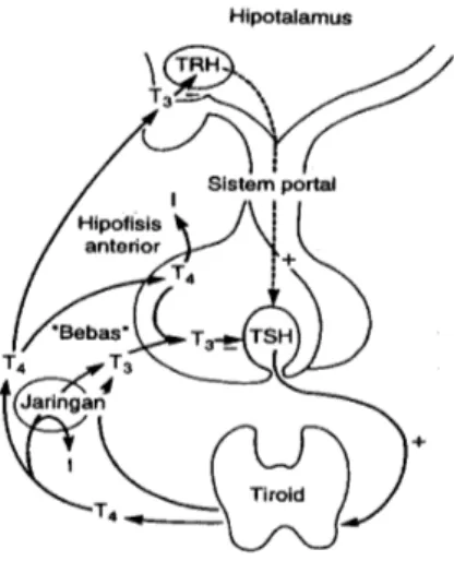 Gambar 3 . Sumbu hipotalamus-hipofisis-tiroid. 