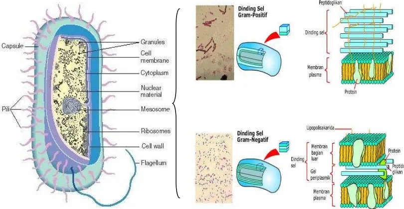 Gambar 2. Struktur Sel Bakteri 