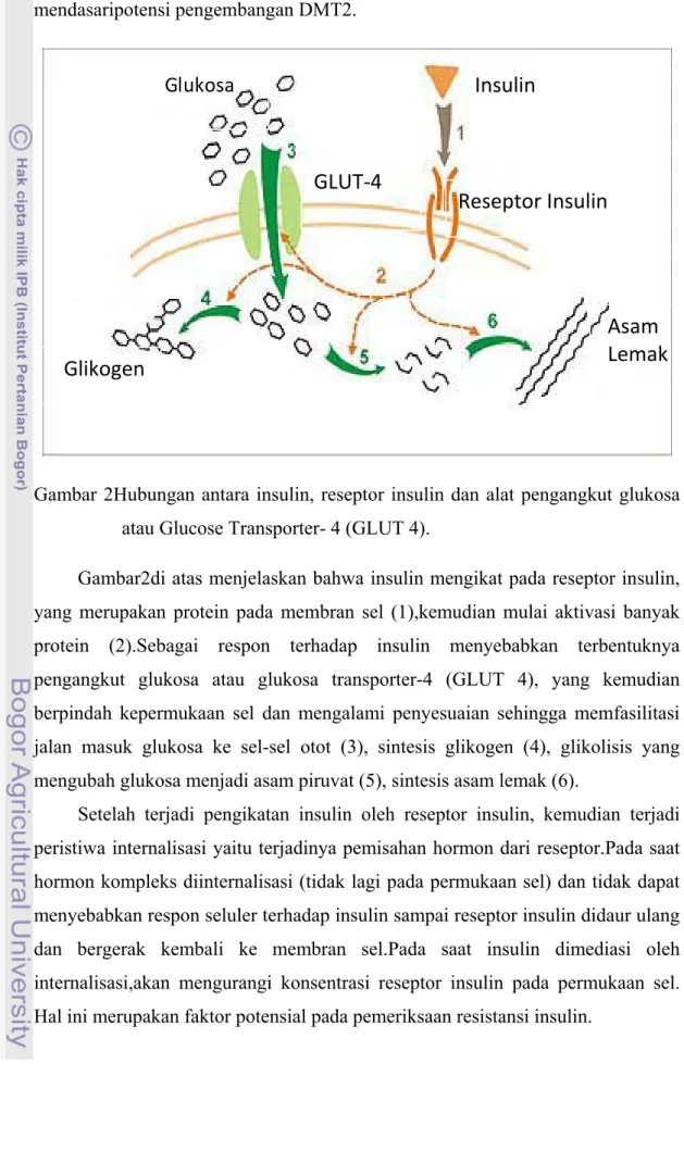 Gambar 2Hubungan antara insulin, reseptor insulin dan alat pengangkut glukosa  atau Glucose Transporter- 4 (GLUT 4)