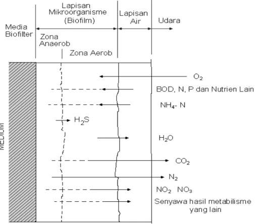 Gambar 3.7. Mekanisme  Proses Metabolisme Di Dalam Sistem Biofilm 