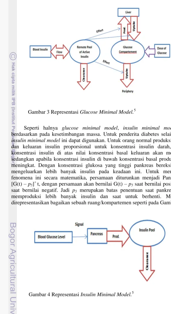 Gambar 3 Representasi Glucose Minimal Model. 5 