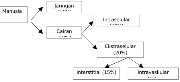 Diagram 2.1 Persentase Cairan Tubuh. 5 2.1.1 Cairan intraselular