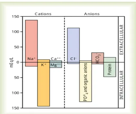Gambar 2.4  kation dan anion utama cairan intrasel dan ekstrasel. 