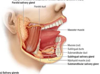 Gambar 1 Glandula salivarius