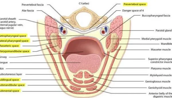 Gambar 2 Facial Spaces cut as oblique angle 