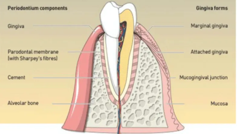 Gambar 1. Struktur jaringan periodontal 