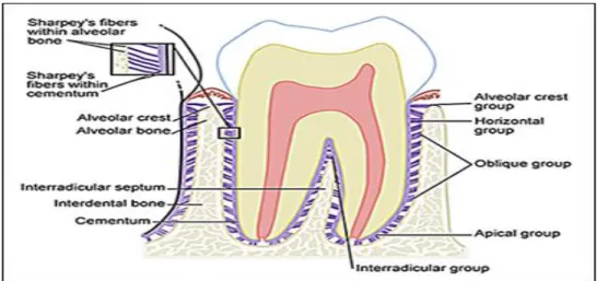 Gambar 2. Kelompok serabut-serabut ligamen periodontal.