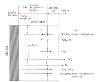 Gambar 2.7 : Mekanisme  proses metabolisme di dalam sistem  biofilm. 
