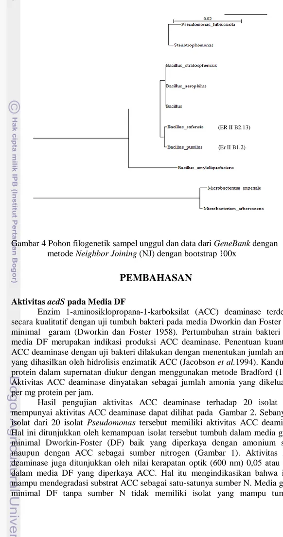 Gambar 4 Pohon filogenetik sampel unggul dan data dari GeneBank dengan  metode Neighbor Joining (NJ) dengan bootstrap 100x 