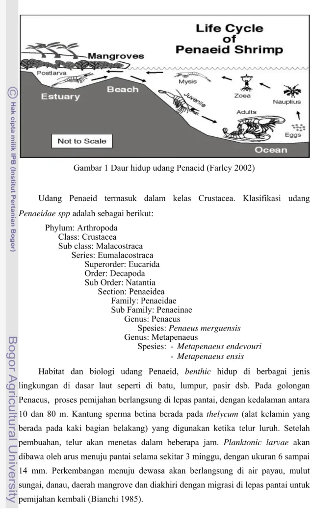 Gambar 1 Daur hidup udang Penaeid (Farley 2002) 