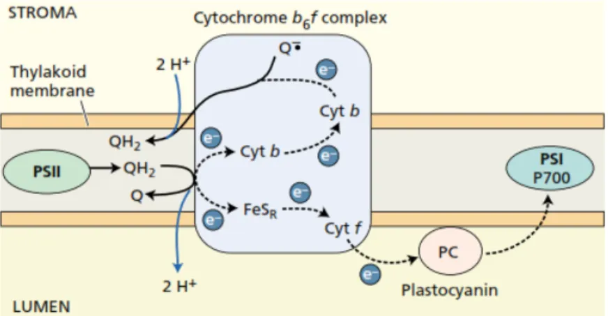 Gambar 10. Struktur skematik sitokrom dan protein pembawa elektron (Sumber Plant Physiology3rd edition, Taiz dan Zeiger, 2002)