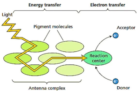 Gambar 13. Mekanisme elektron yang tereksitasi          (Sumber Plant Physiology3rd edition, Taiz dan Zeiger, 2002)
