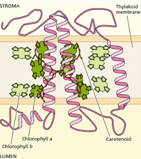 Gambar 15. Struktur protein LCHII 
