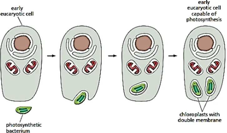 Gambar 1. Mekanisme skematik endosimbiosis bakteri fotosintetik (Sumber: Molecular biology of the cell Fifth edition, Alberts dkk, 2008)