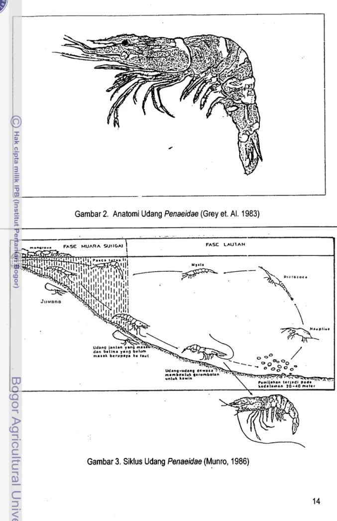 Gambar  2.  Anatomi Udang Penaeidae (Grey et. Al. 1983) 