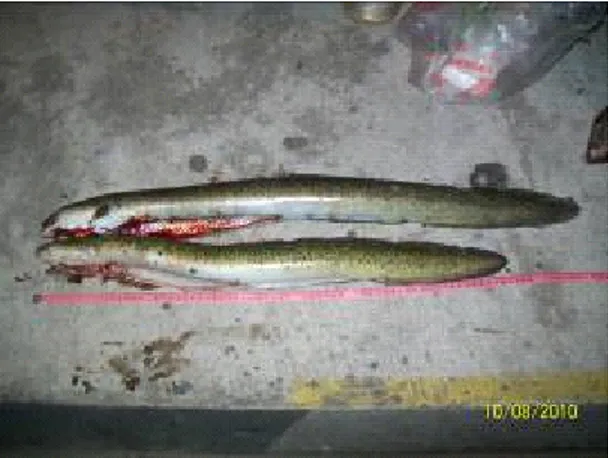Gambar 7. Sidat dewasa yang ditemukan di Tentena (a) dan muara Poso (b) Figure 7. Adult eels that found at Tentena (a) and Poso estuary (b)