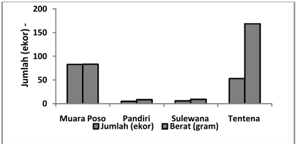 Gambar 4. Komposisi hasil tangkapan ikan sidat di aliran sungai Poso Figure 4. Composition of Eel catches at Poso River