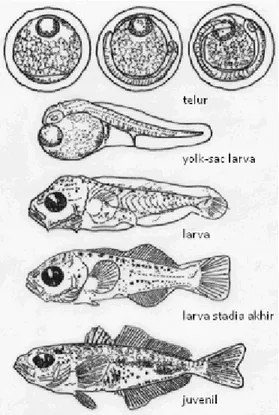 Gambar 1.  Korelasi relatif stadia siklus hidup yang berbeda terhadap keberhasilan kelimpahan kelas tahunan stok ikan
