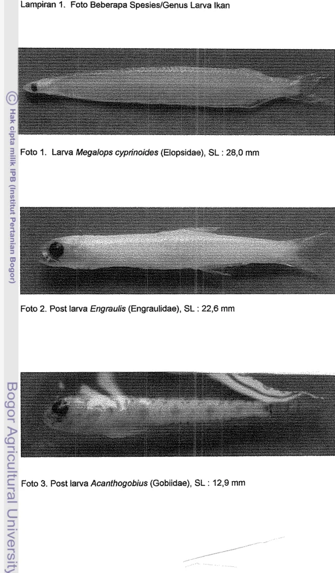 Foto 1.  Larva Megalops cyprinoides (Elopsidae), SL :  28,O  mm 