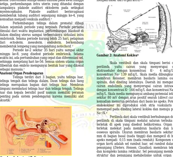 Gambar 2: Anatomi Koklea 9 