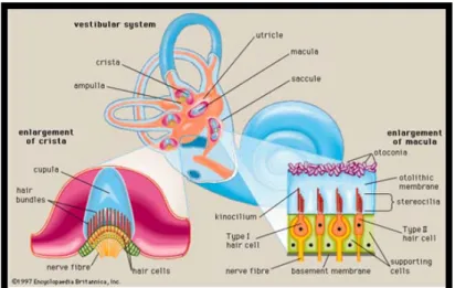 Gambar 3. Kanalis Semisirkularis (Mayers, 2011)  2.2.2 Vaskularisasi telinga dalam 