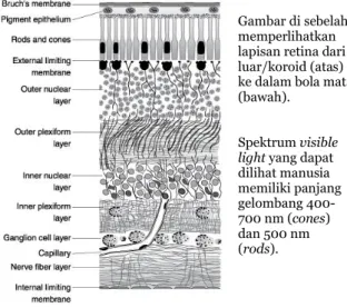 Gambar di sebelah  memperlihatkan  lapisan retina dari  luar/koroid (atas)  ke dalam bola mata  (bawah).