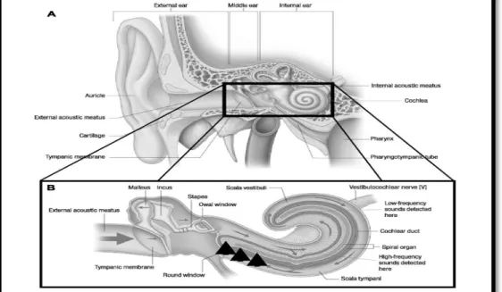 Gambar  2.1  A.  Anatomi  telinga;  B.  Daerah  koklea  yang  paling  sering  mengalami kerusakan akibat paparan bising yang lama dan berhubungan  dengan ONIHL (occupational noise induced hearing loss) (Kurmis &amp; Apps,  2007) 