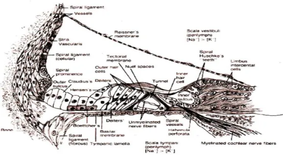 Gambar  2.2  Gambaran  koklea  bagian  tengah  (Mills,  Khariwala  &amp;  Weber  2006)