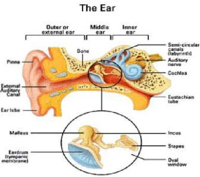 Gambar 1.  Anatomi telinga luar, telinga tengah, dan telinga dalam 