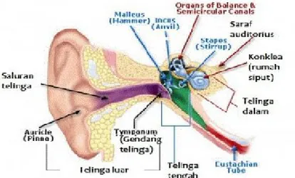 Gambar 2.1. Anatomi telinga manusia